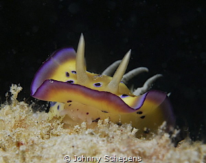 Chromodoris in Mabul by Johnny Schepens 